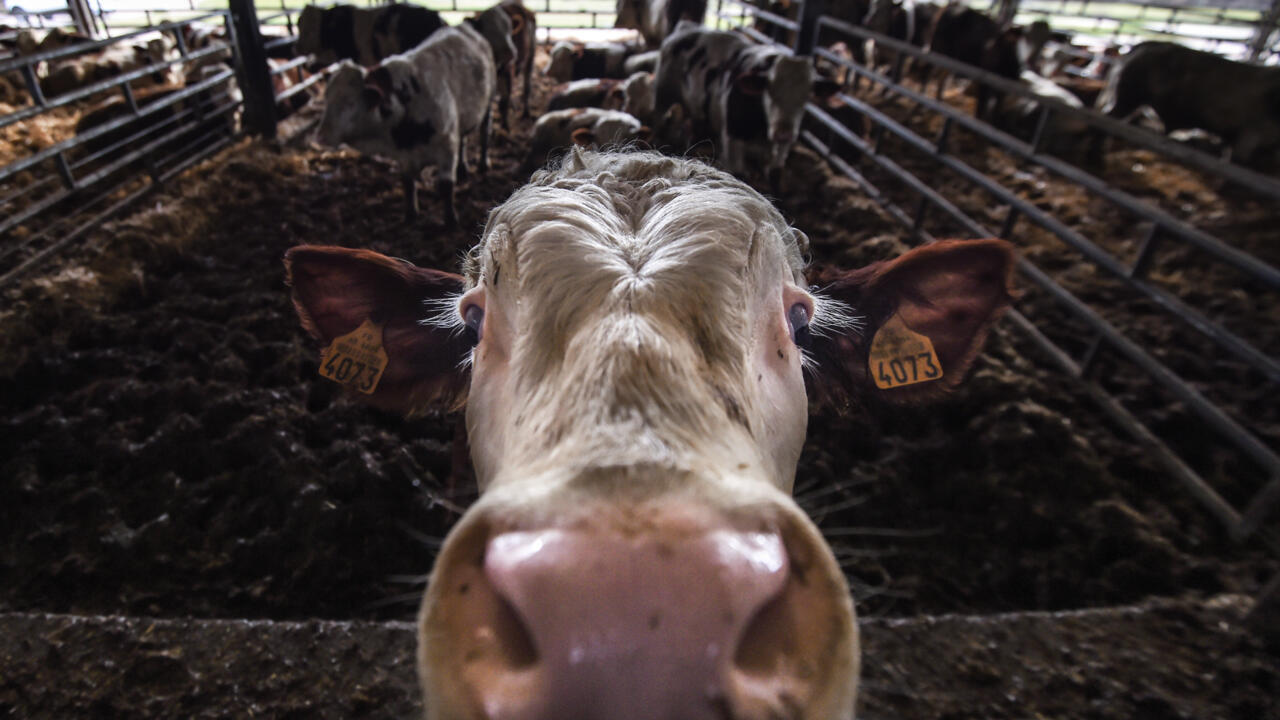 a cow in a pen